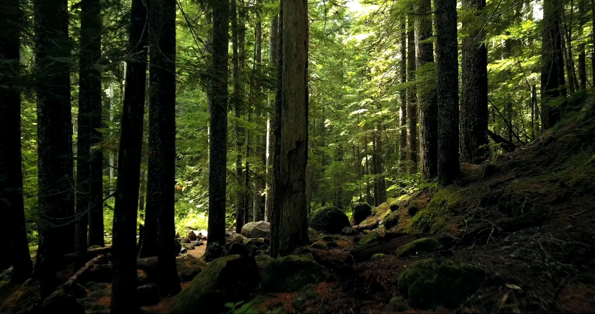 Background video showing Equitree Capital culture and aesthetics